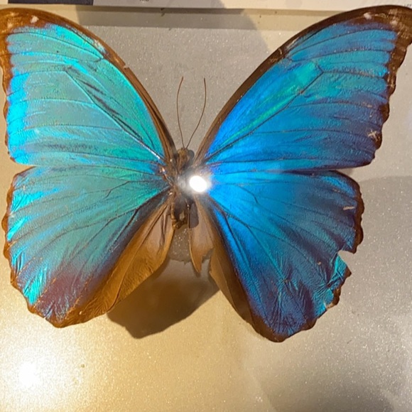 Meet your Posher, Gia - Picture 1 of 1